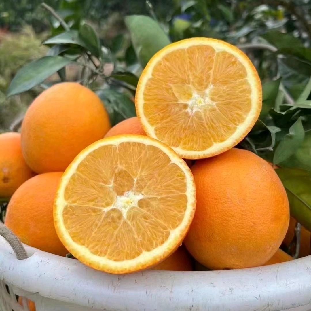 福蝶🌸赣南脐橙