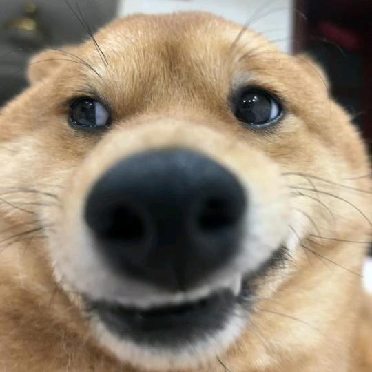 超哇超