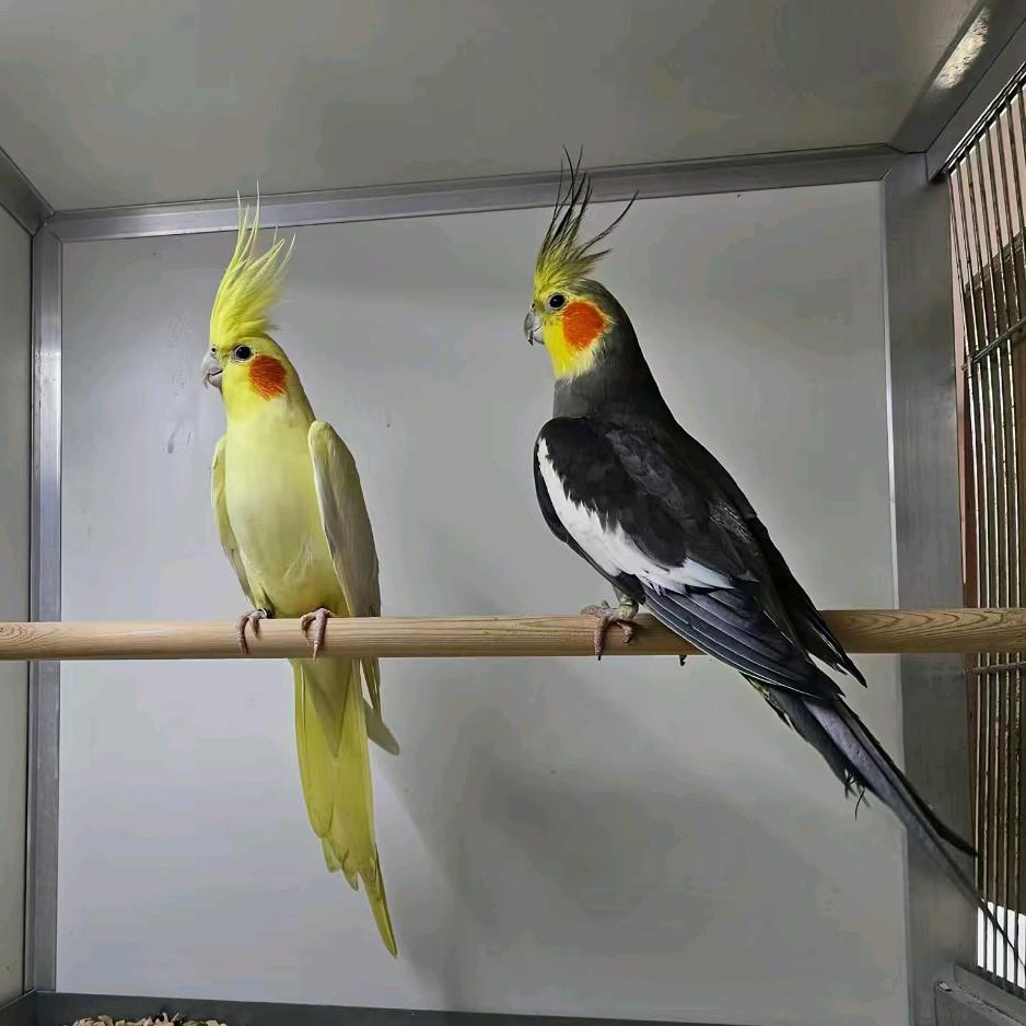 盘山水云轩别墅（鹦鹉繁殖）