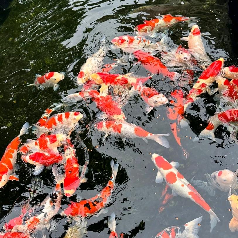 子荣观赏鱼