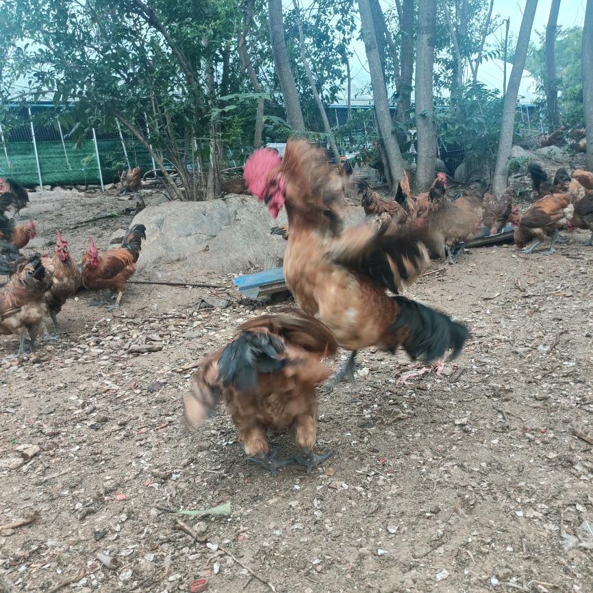 大洞山打野小公鸡