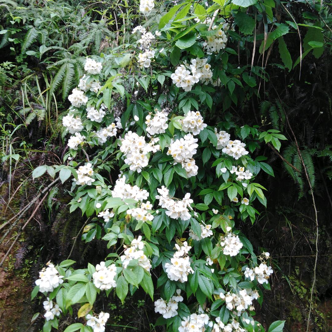 快乐老魏·乡野拾光