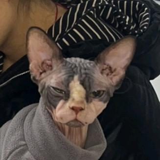 花公公是个猫猫