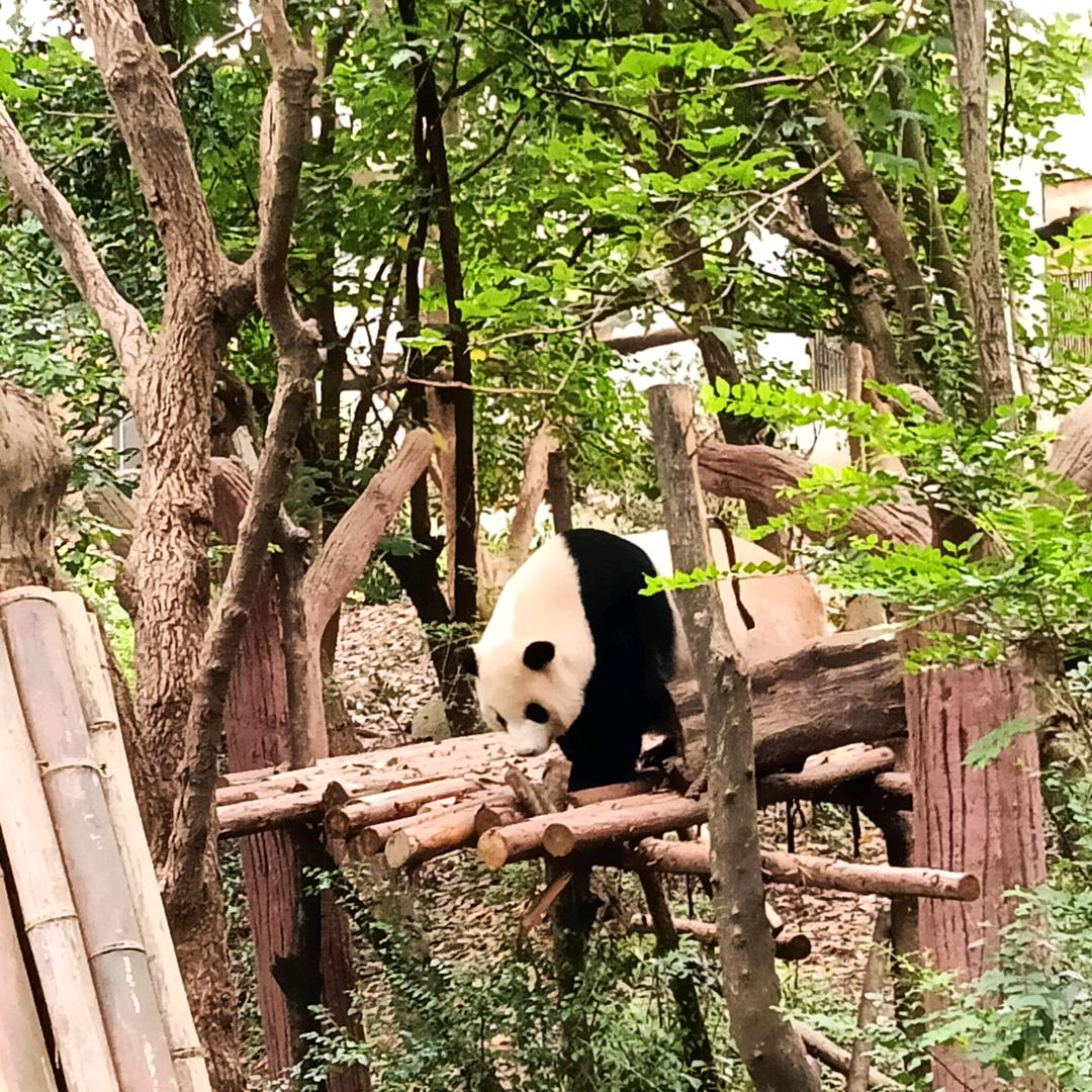 三妹