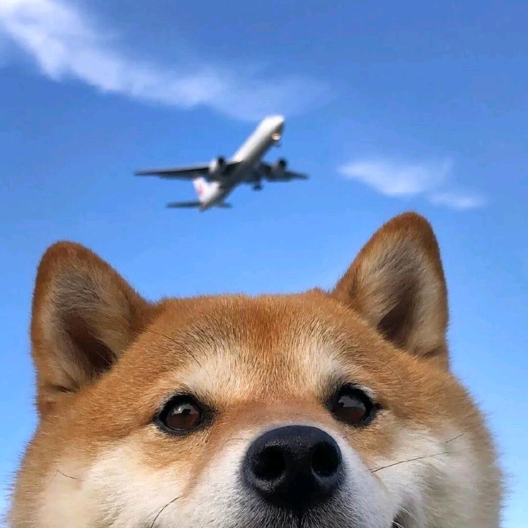 牛粪与鲜花下面一只蚂蚁也喜欢那是我兄弟