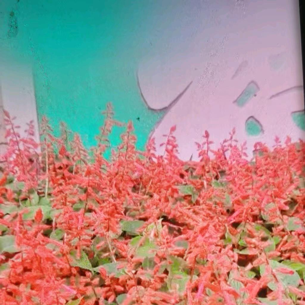花开富贵、好运连连