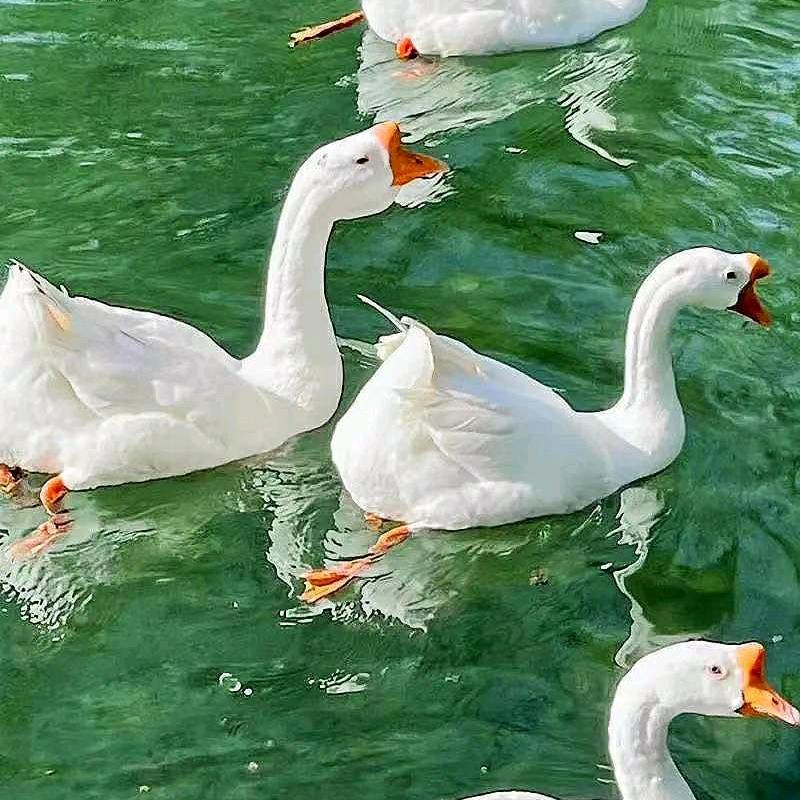 咕噜咕噜～～