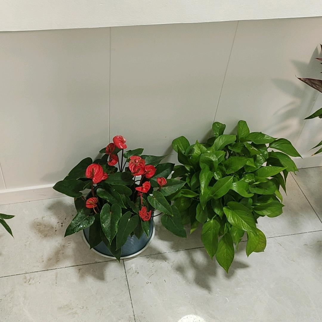 ฅ(♡ơ ₃ơ)ฅ醉卧美人膝(灬ơ₃ơ