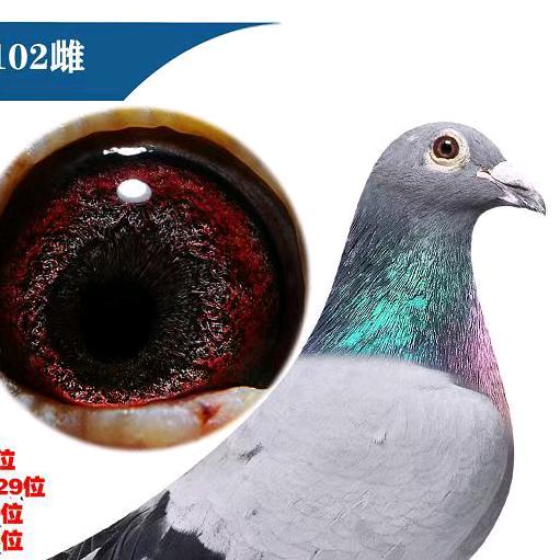 佰翔鸿鸽苑