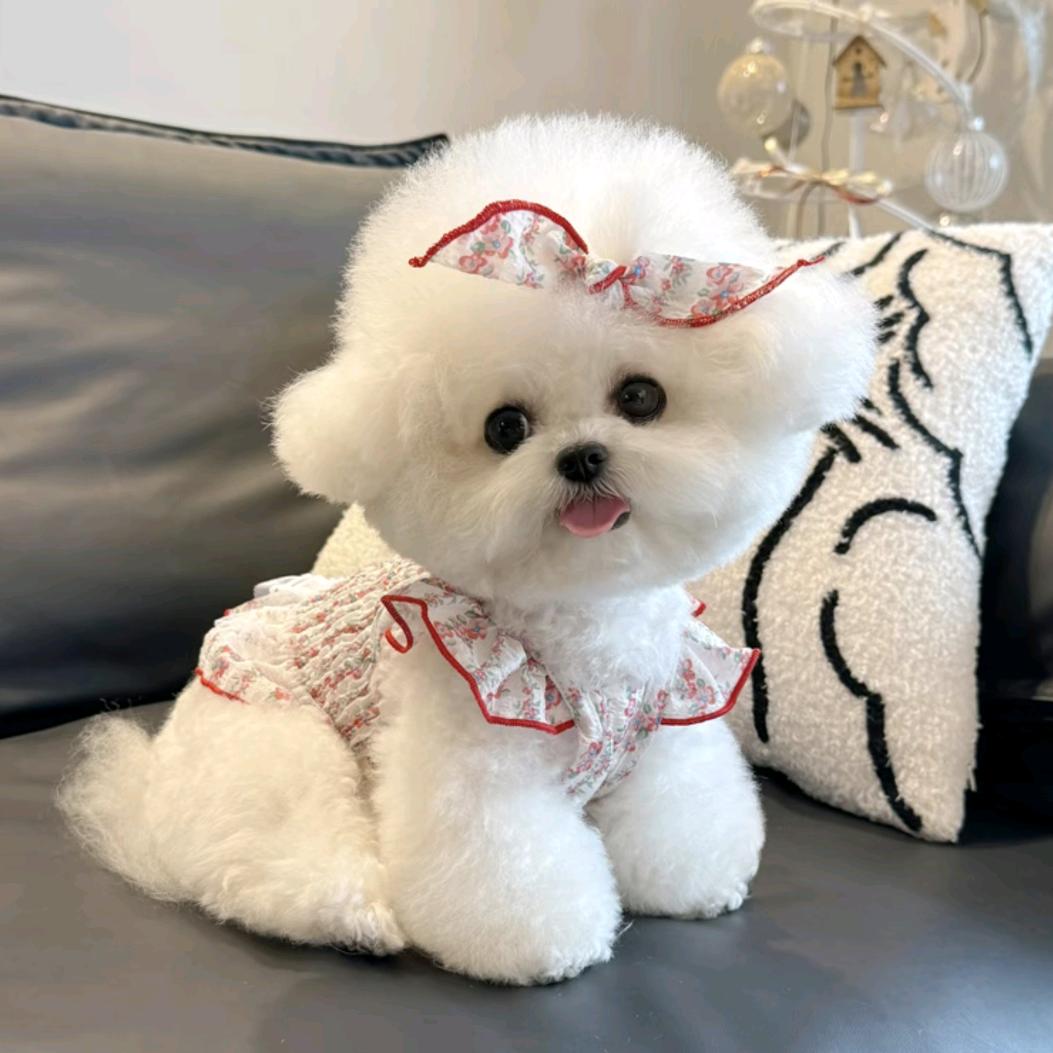 小馋猫