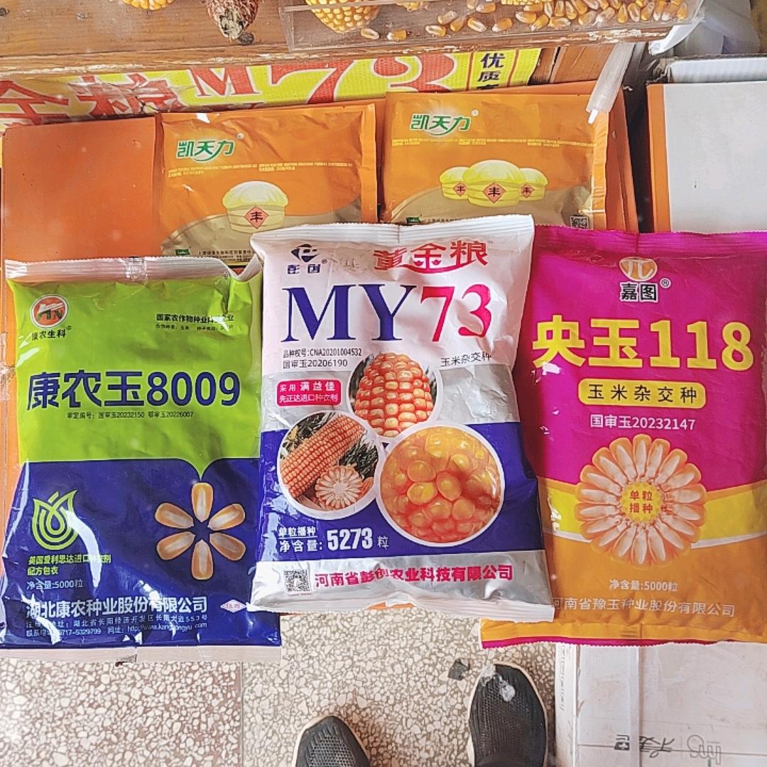 普会寺黄金粮73康农玉8009，互关互赞