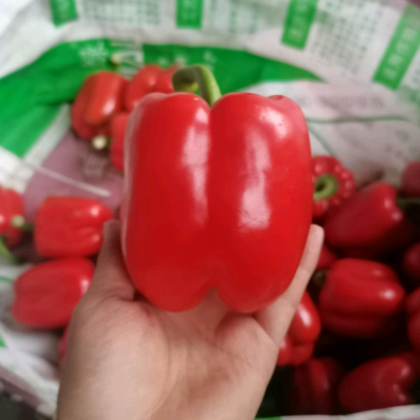 寿光彩椒大大王