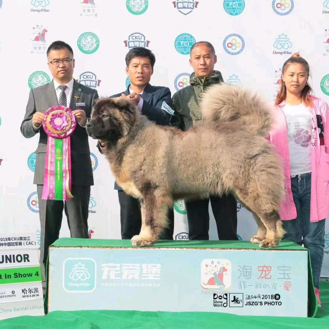 金山犬业