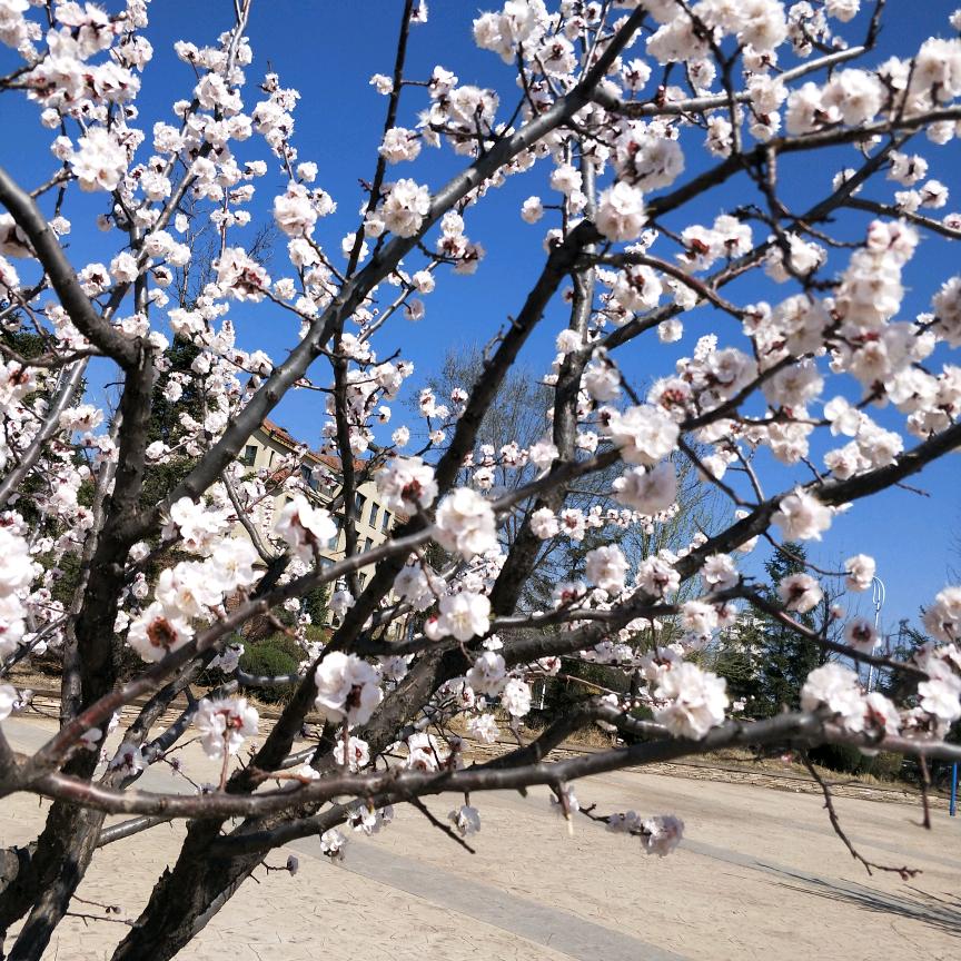 认真的再来一次