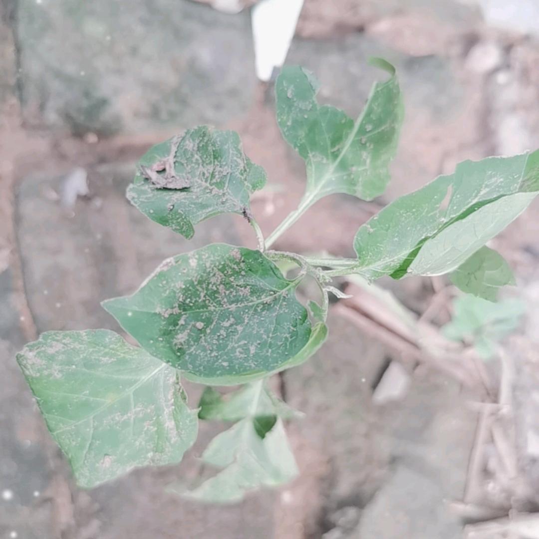 为了爱情