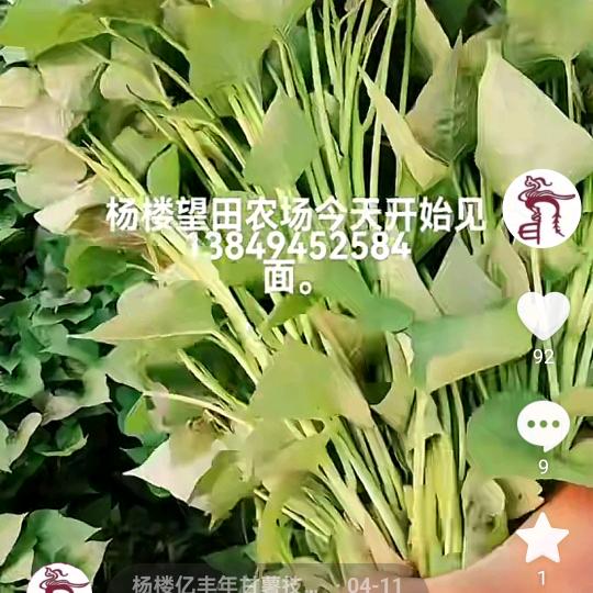 杨楼亿丰年甘薯技术服务站