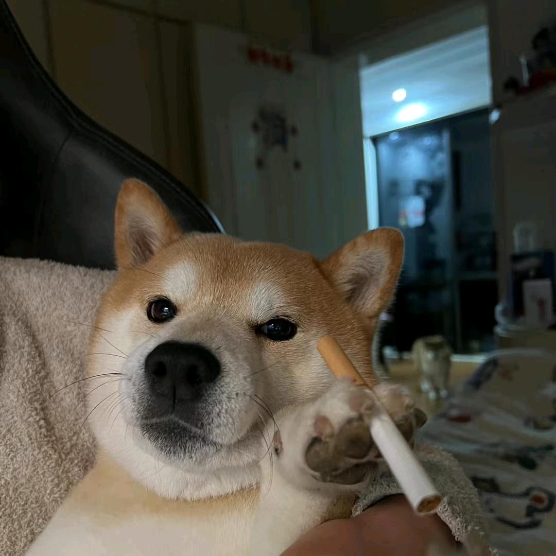 养猪仙人