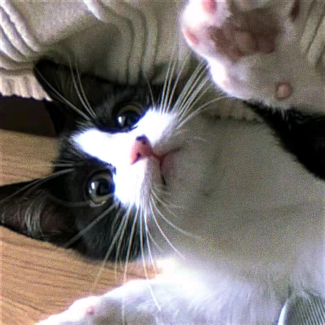 ⁺✞ʚ网络重度依赖ɞ✟₊