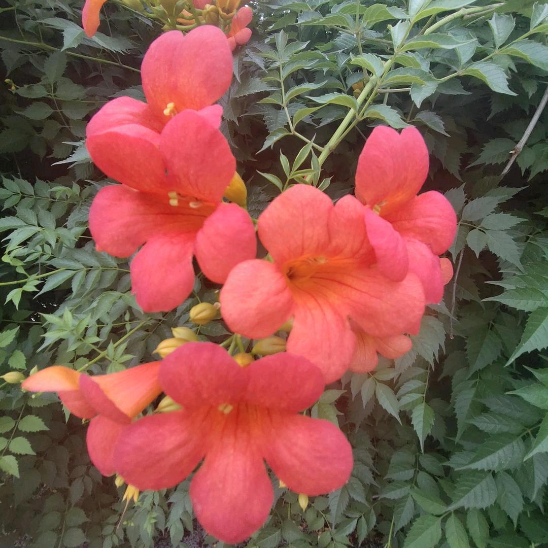 花语好物