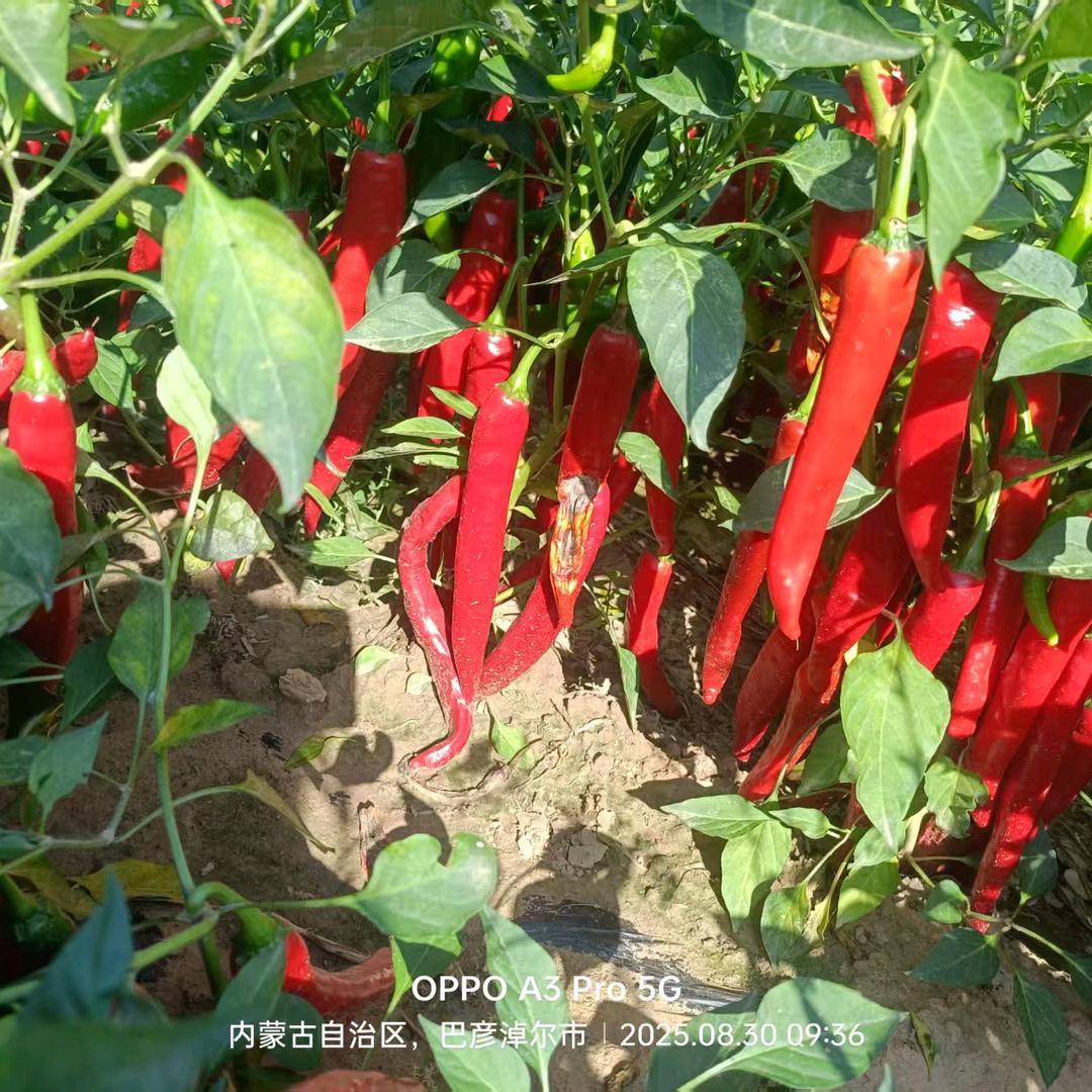 彩色的梦