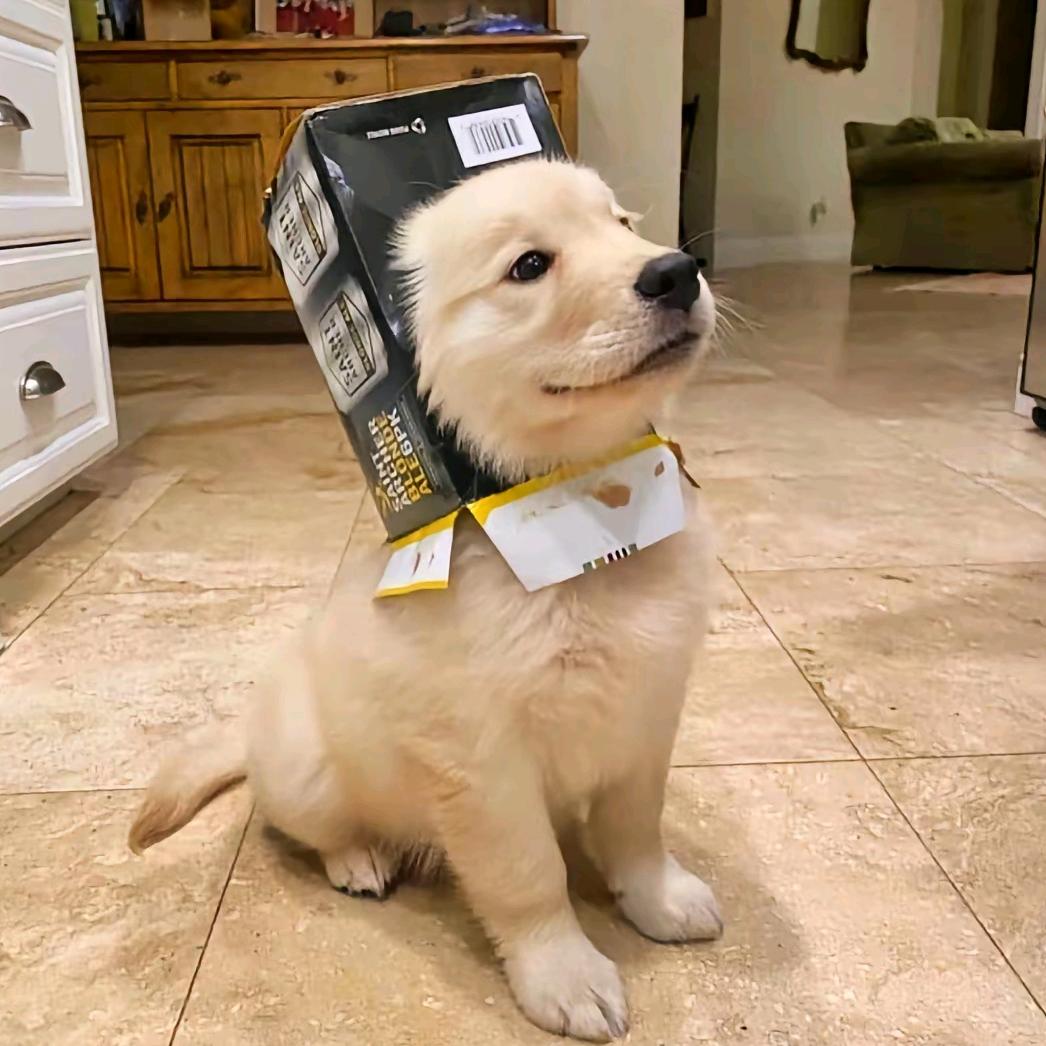 丿大头丨