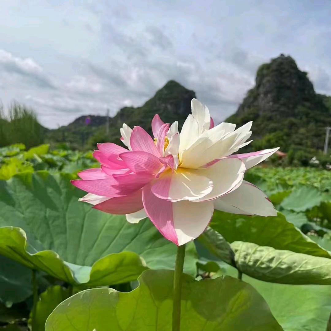 招财小幸运