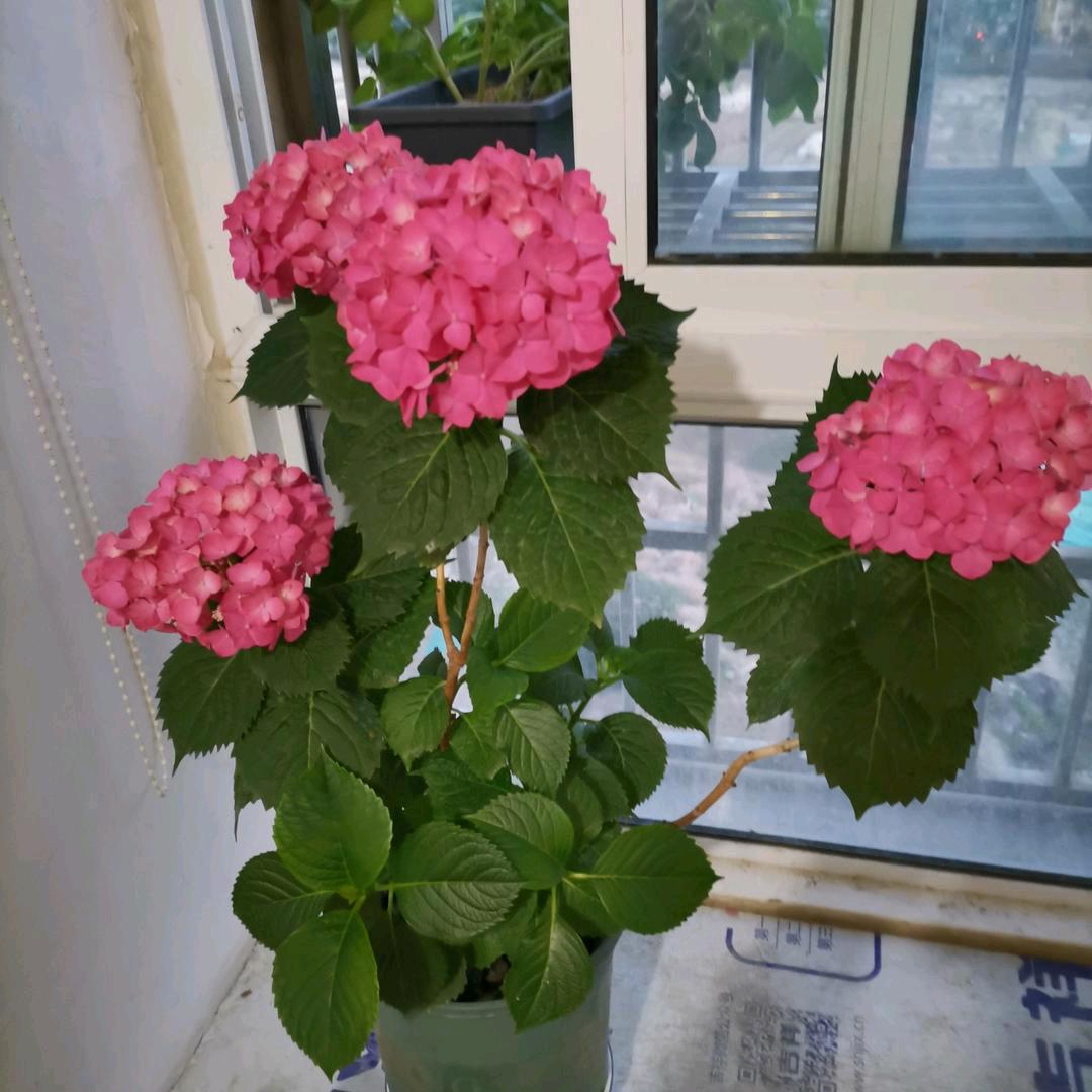 向阳🔆而生