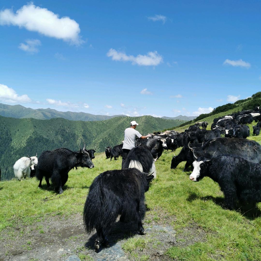 安多，旦正才让