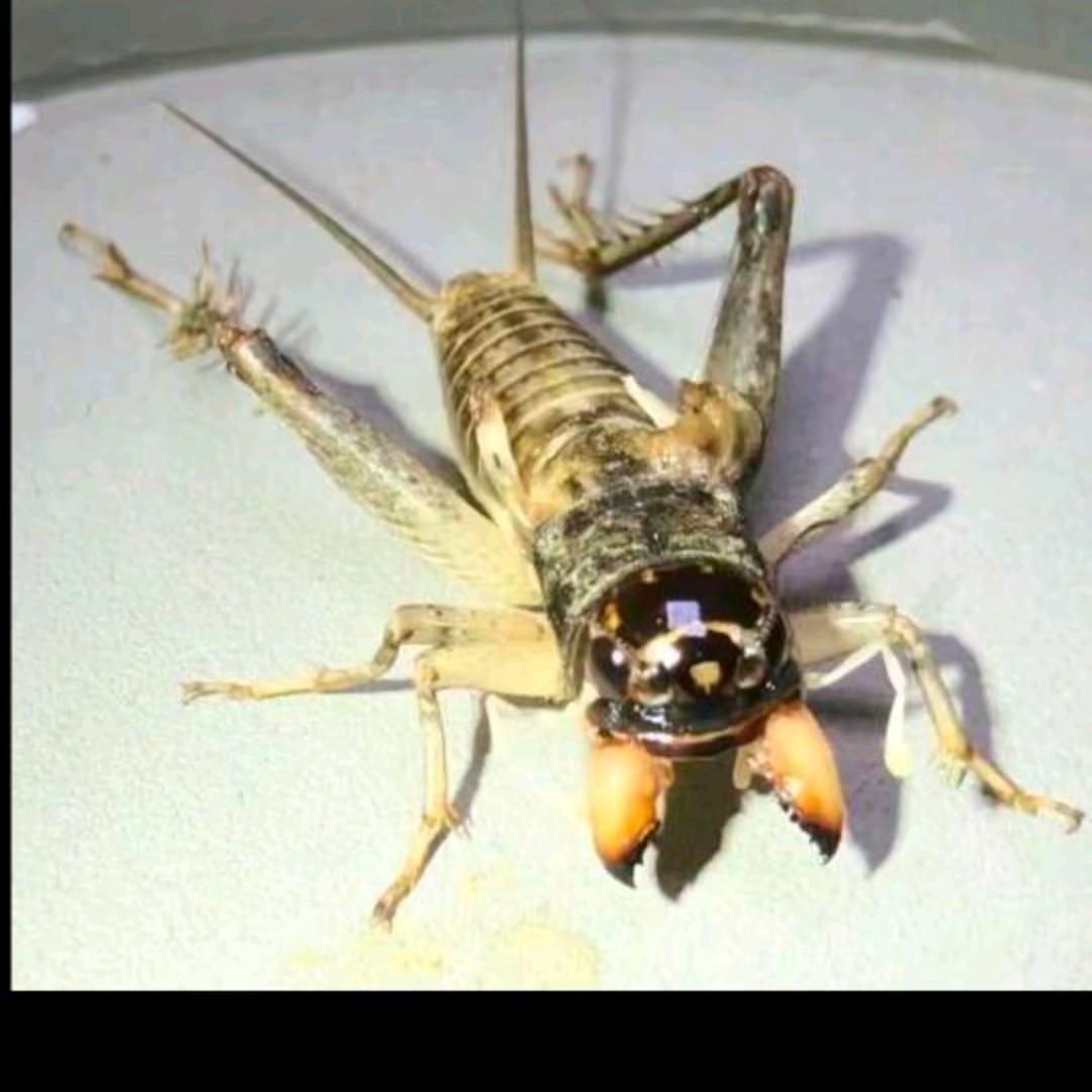 蟋鸣宁阳（宁阳乡饮黑风口）