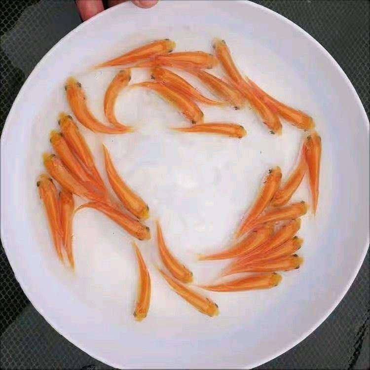 盛塘水产种苗养殖基地