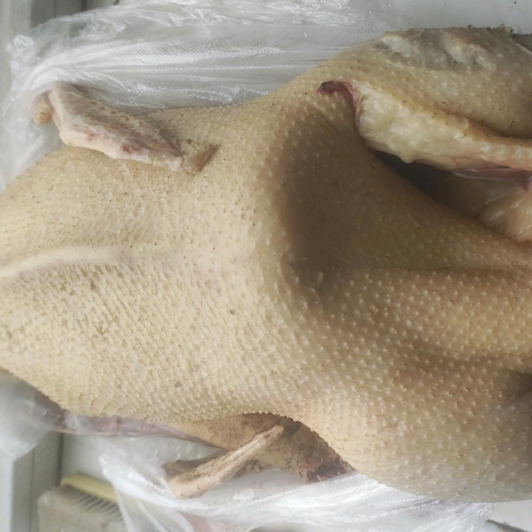 小张农村笨大鹅