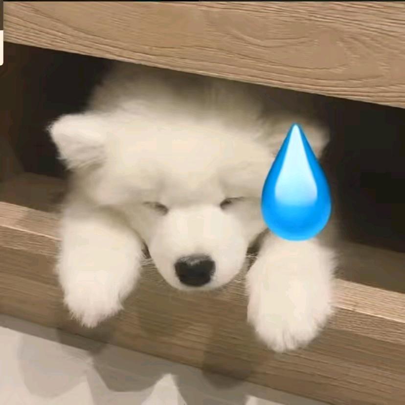 貓