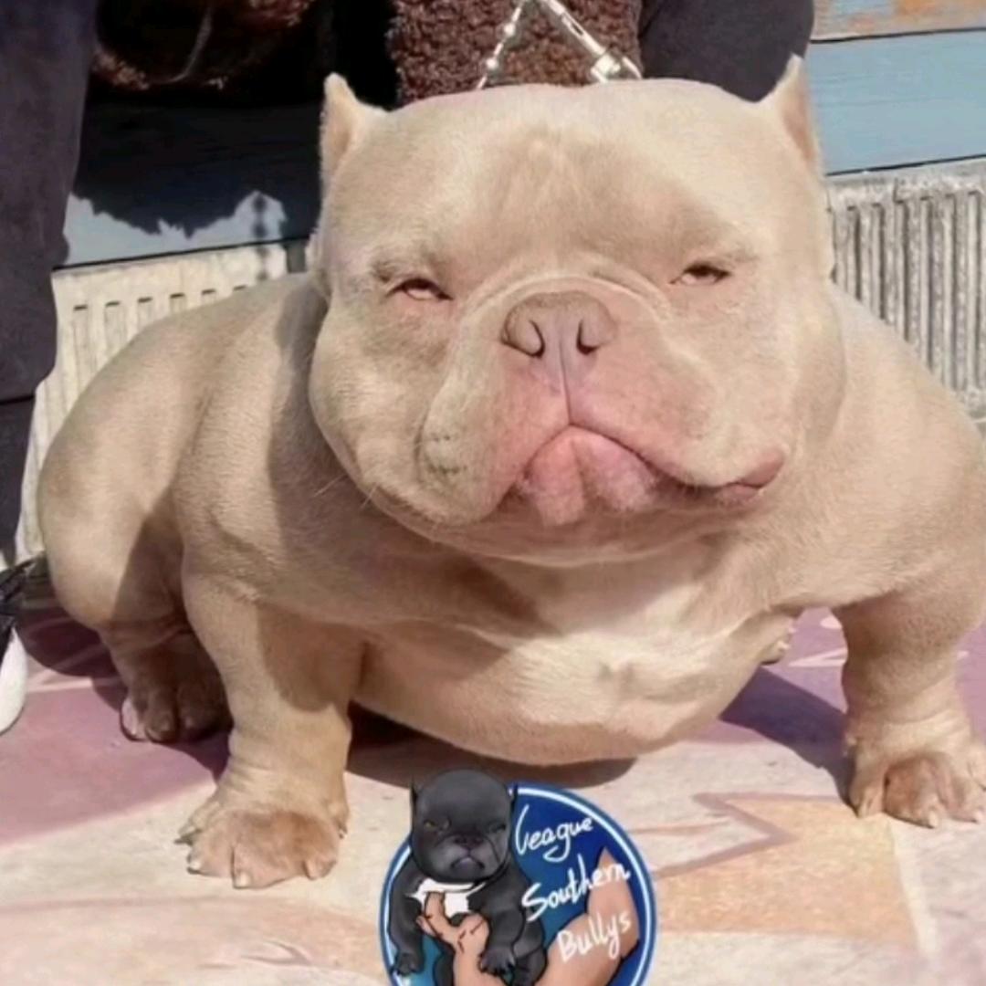 南方联盟恶霸犬