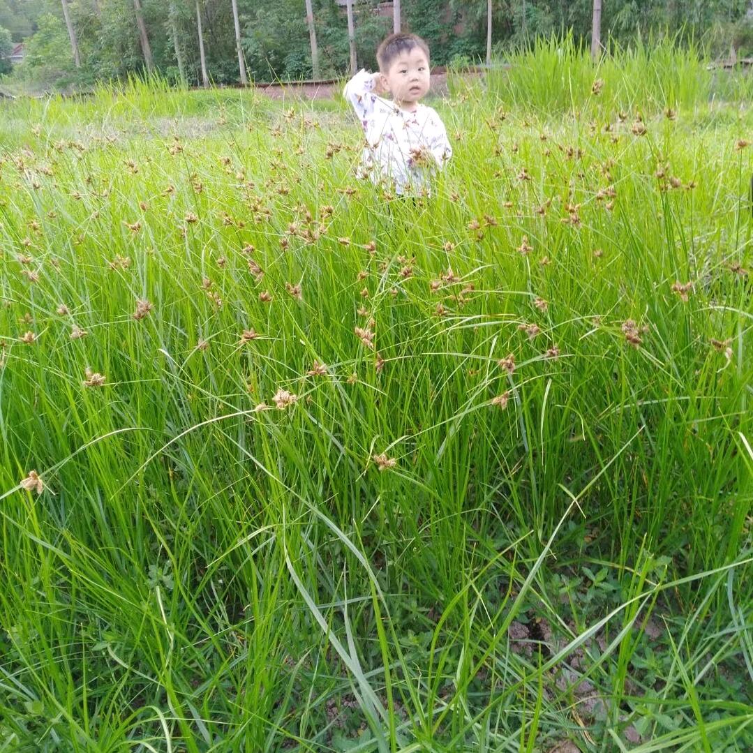 农村的春姨