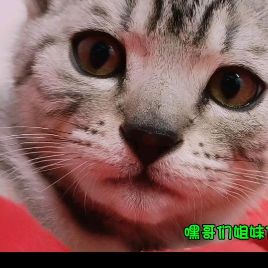 @招财猫