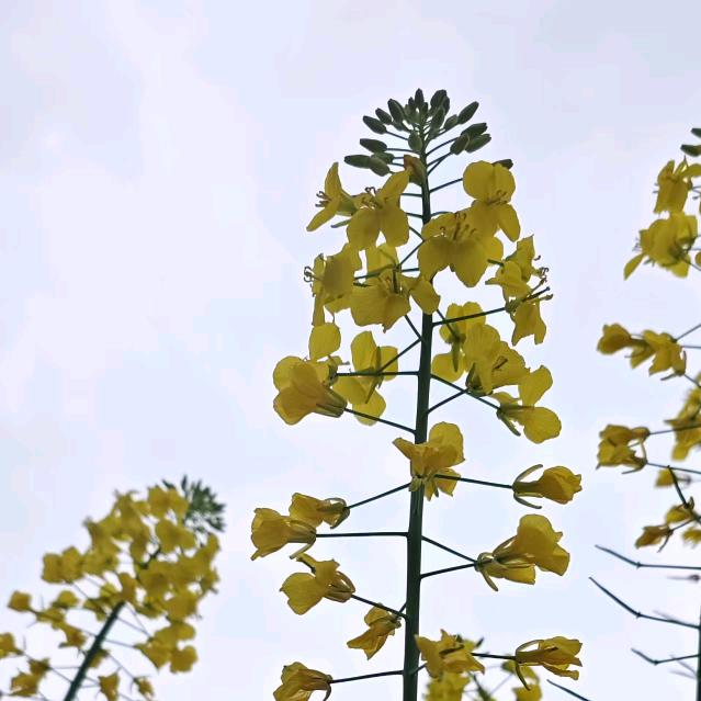 花🌺