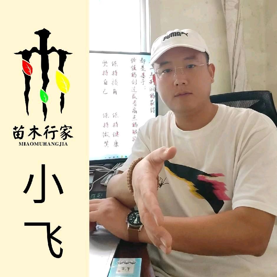 苗木行家博野小飞汗水园林