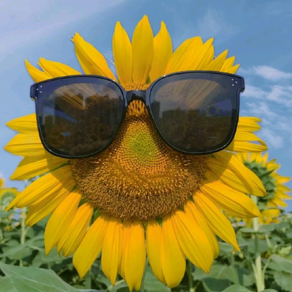 居然抹茶小圣代