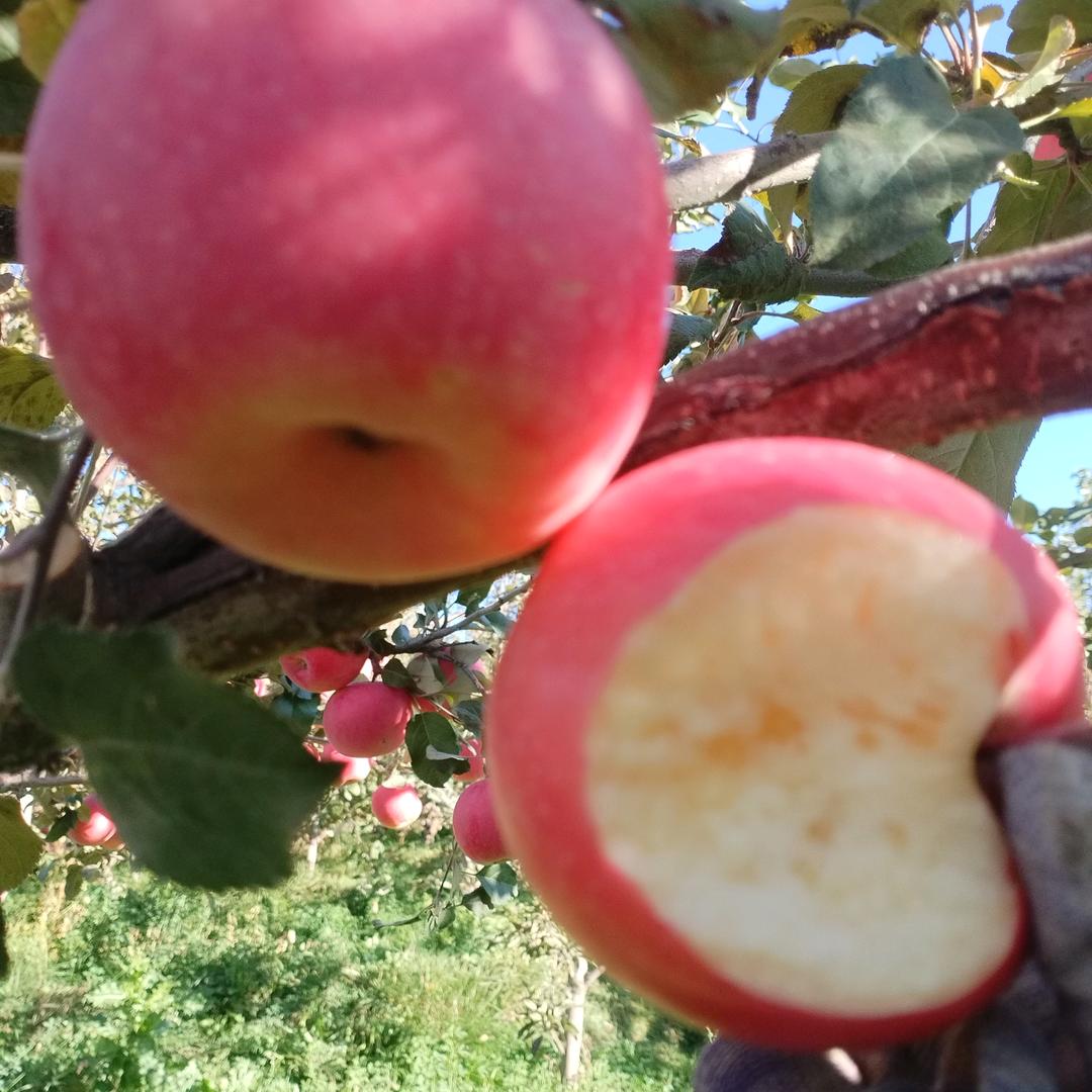 好运果采摘园孙晓玲