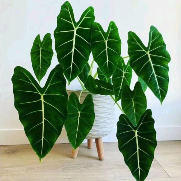 海石湾菲儿花店金海天嘉园店