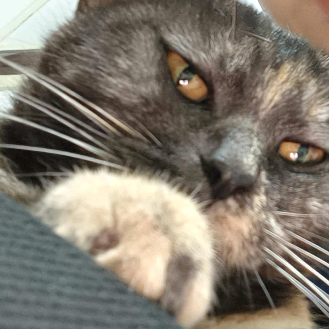 猪扒.