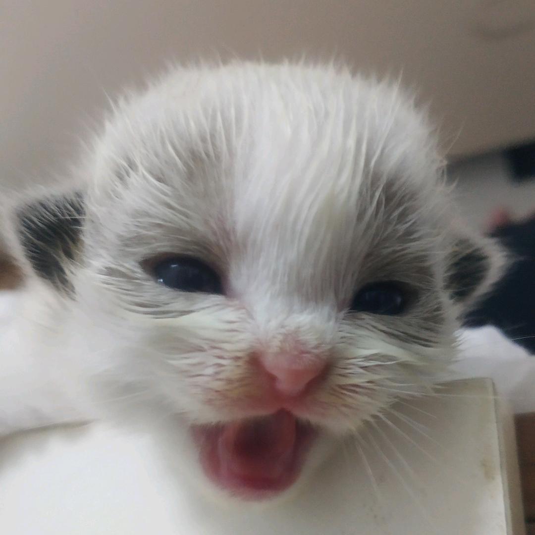 杰威龙