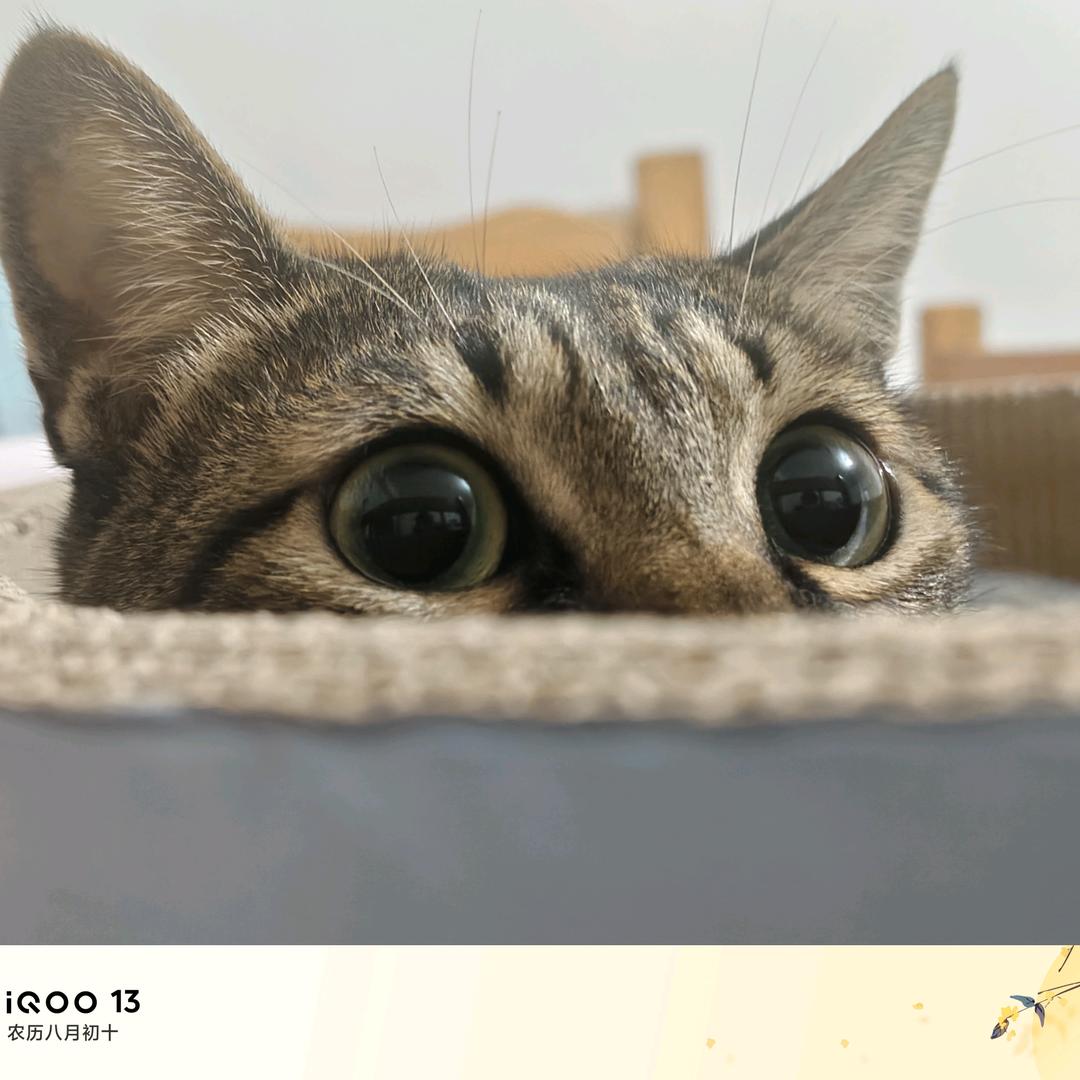 星最（游戏版）