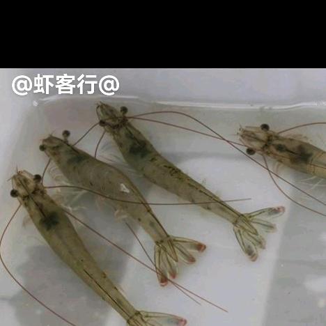 山东盛泽元生态农业