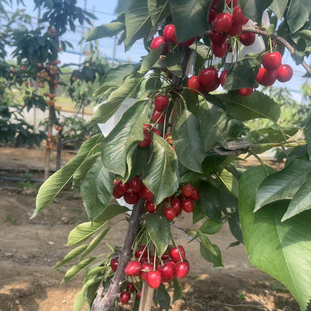 润生苗木果业1314