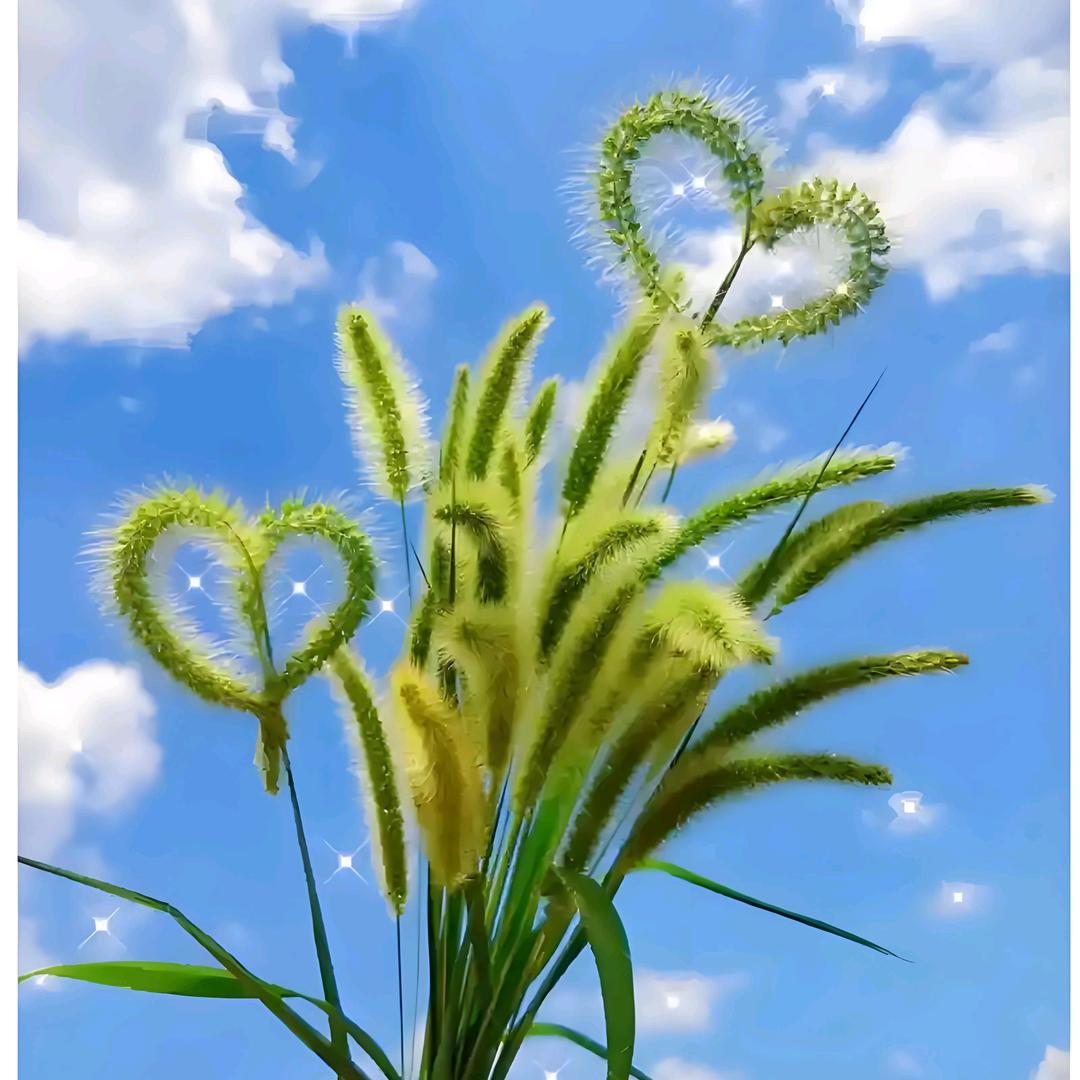 狗尾巴草 橱窗好物