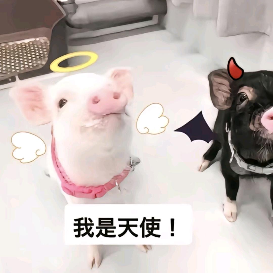 蛋淡的-