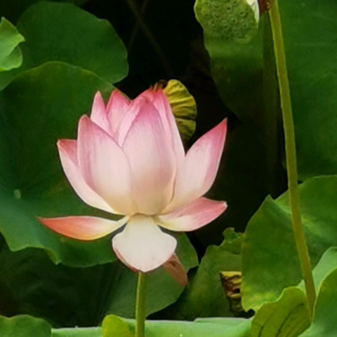 那是一位果仁