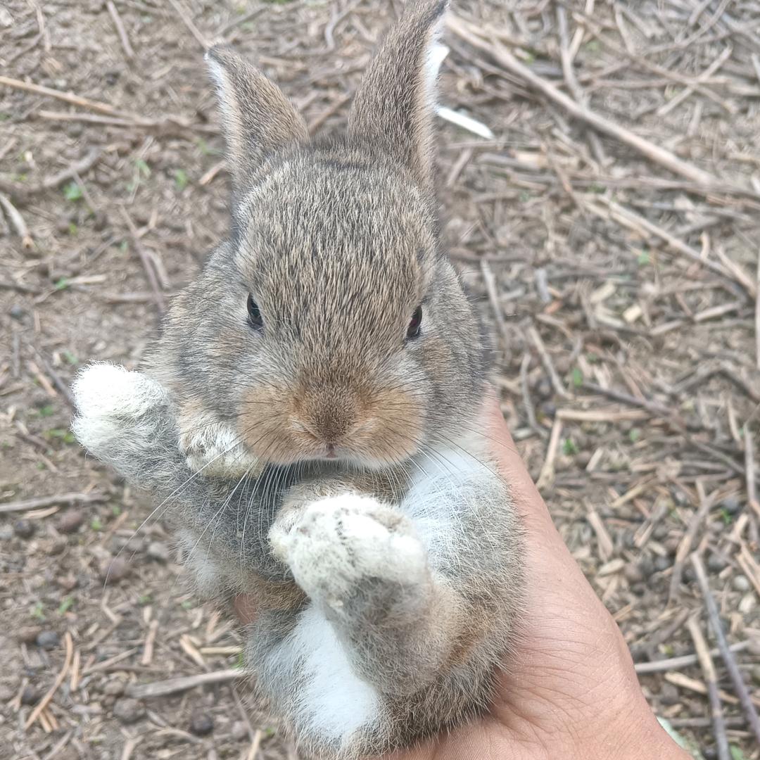 兔儿爷，玩命地狱虎——