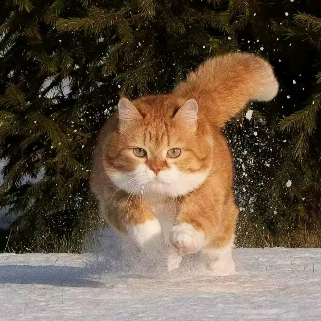 UK